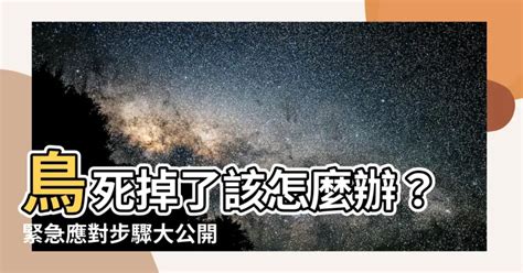 鳥突然死掉|養鳥必知：避免意外死亡